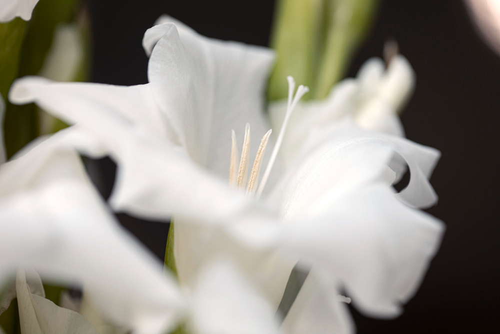 close up gladiolus nature