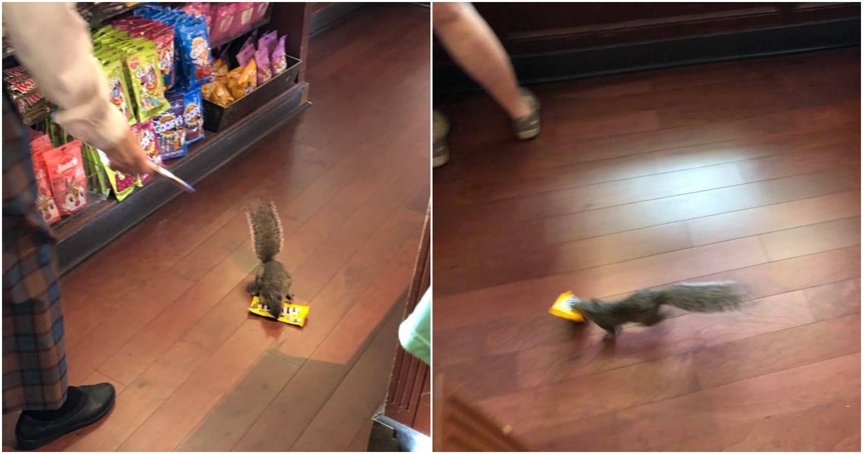 Assista: Esquilo rouba M&Ms de amendoim de uma loja da Disney World