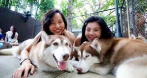 Bangkok Café convida visitantes para ficar com Huskies