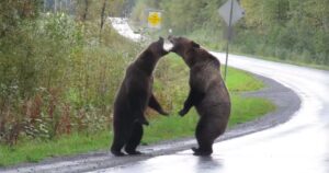 Bears Fight