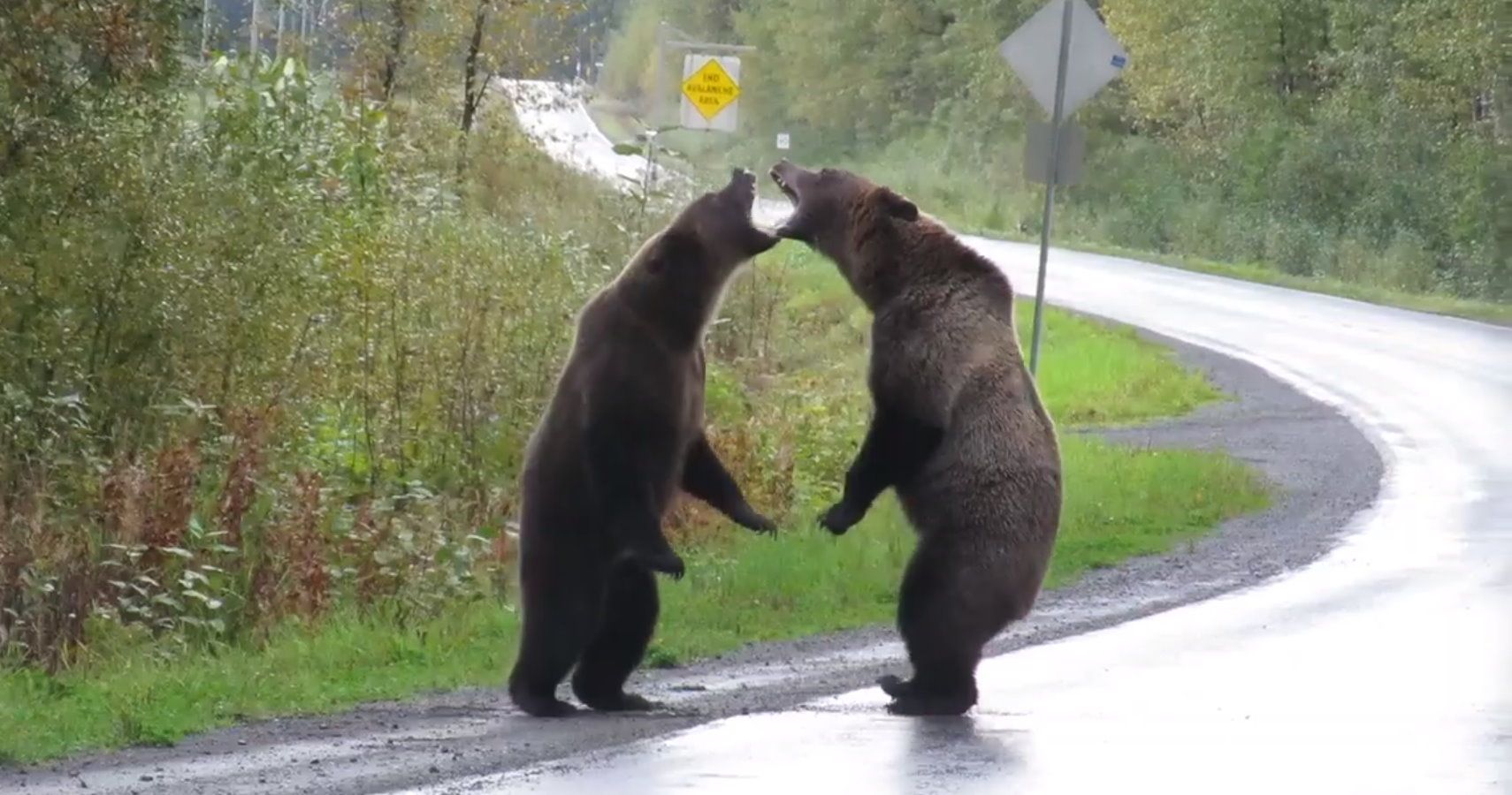 luta de ursos
