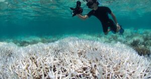 Hawaii Passes Bill Banning Sunscreens That Can Harm Coral Reefs