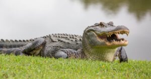 Only In Florida: Alligator On The Runway Delays Spirit Airlines Flight