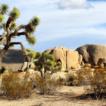Mojave National Preserve é o lar de Joshua Trees (e mais aventuras)