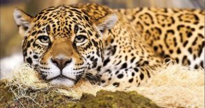 Mexico's Jaguar Population Has Recovered 20% In 8 Years