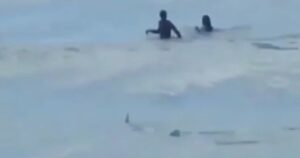 Dois nadadores evitam por pouco a aproximação de um tubarão [Video]