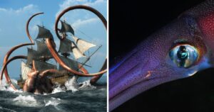 artwork depicting a kraken, a giant squid eye