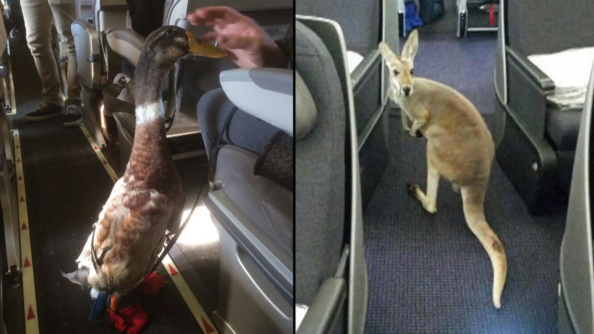 1672557590 511 Delta Airlines proibe animais de apoio emocional em voos com