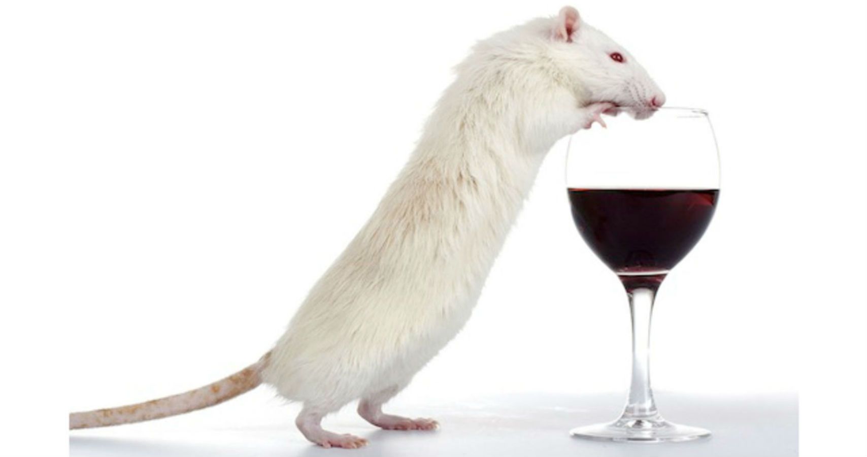 1672723059 725 Funcionarios do governo indiano culpam ratos pela falta de alcool