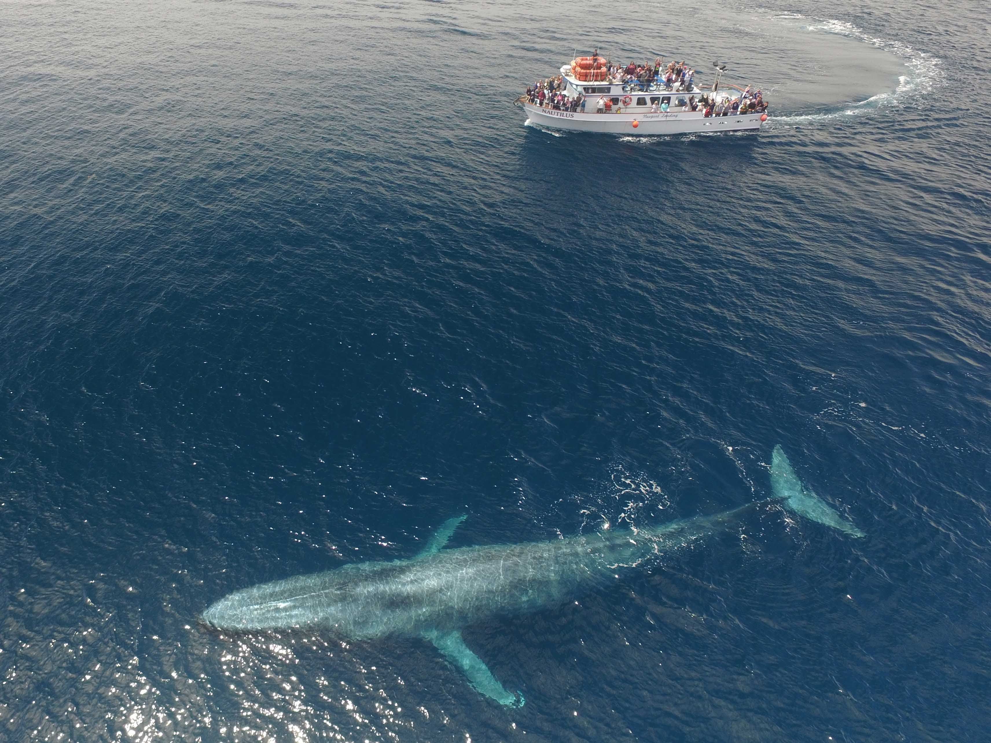 1673375025 11 Cientistas registram os batimentos cardiacos de uma baleia azul pela
