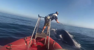 Cientistas registram os batimentos cardíacos de uma baleia azul pela primeira vez