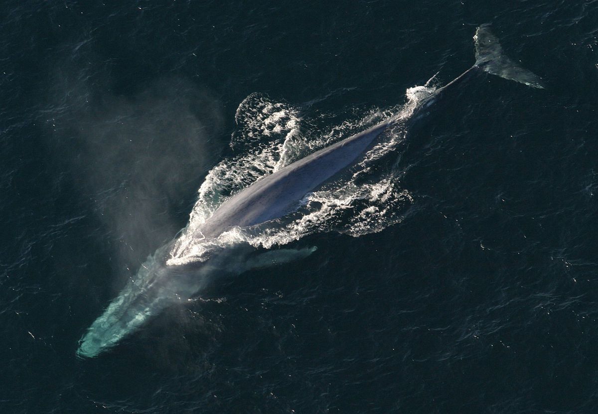 Cientistas registram os batimentos cardiacos de uma baleia azul pela