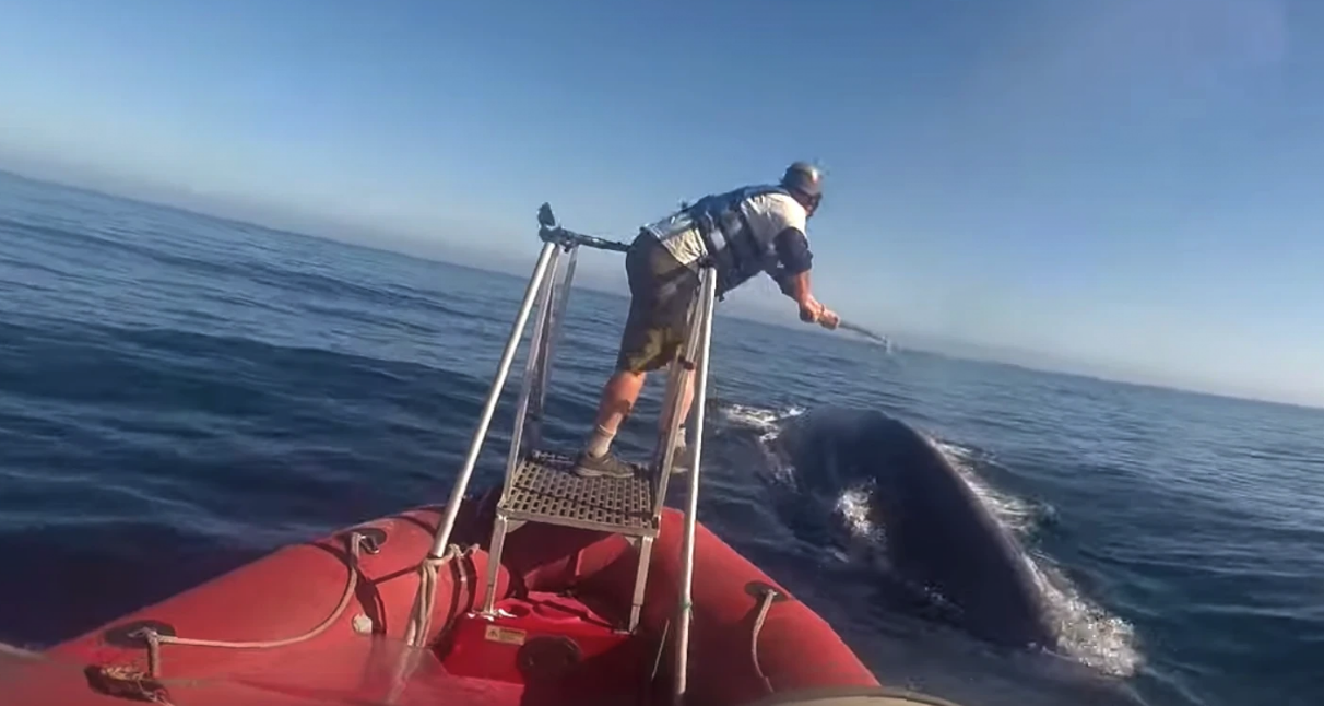 Cientistas registram os batimentos cardiacos de uma baleia azul pela