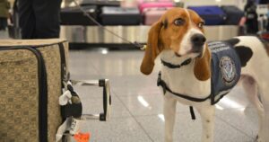 Customs Beagle descobre porco assado em bagagem no aeroporto de Atlanta
