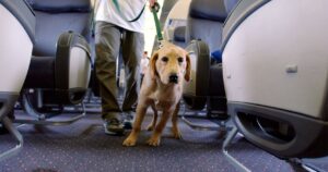 Delta Airlines proíbe animais de apoio emocional em voos com duração superior a 8 horas