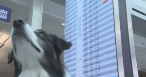 Esquadrão Snuggle: Aeroporto de Montreal recruta filhotes fofos para ajudar com o estresse da viagem