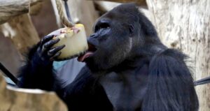 Gorilas do zoológico de Praga vencem o calor com guloseimas congeladas