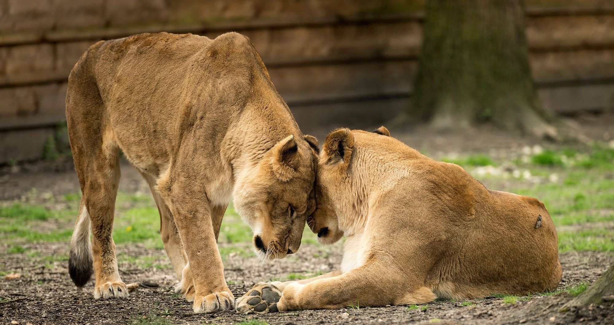 Leoes tigres e um jaguar escaparam de um zoologico alemao