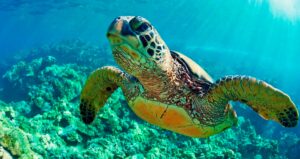 México suspende construção de hotel em importante praia de desova de tartarugas marinhas