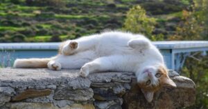 You Could Get A Job Hanging Out With Rescued Cats On A Greek Paradise Island