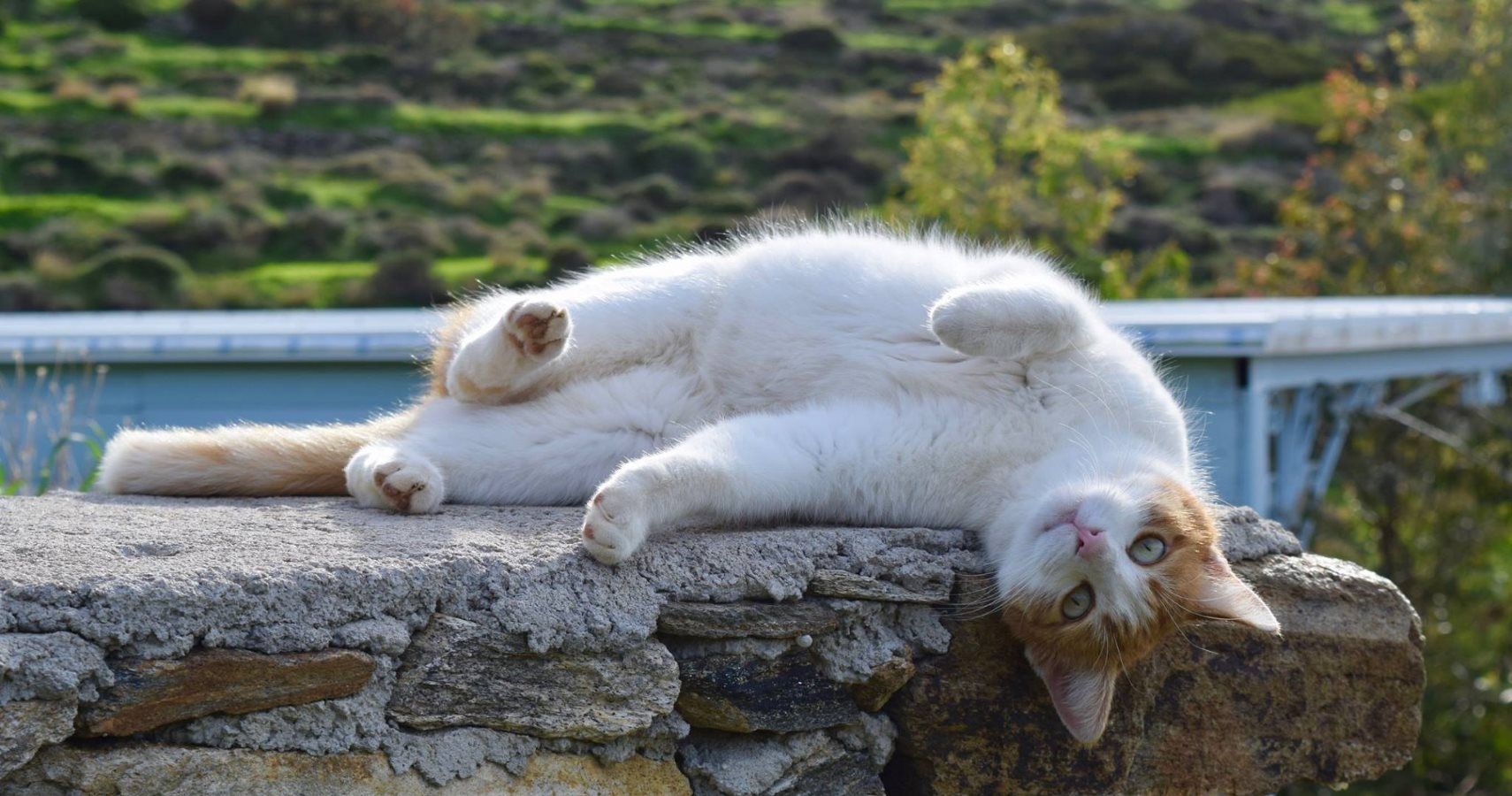 Você poderia conseguir um emprego saindo com gatos resgatados em uma ilha grega paradisíaca