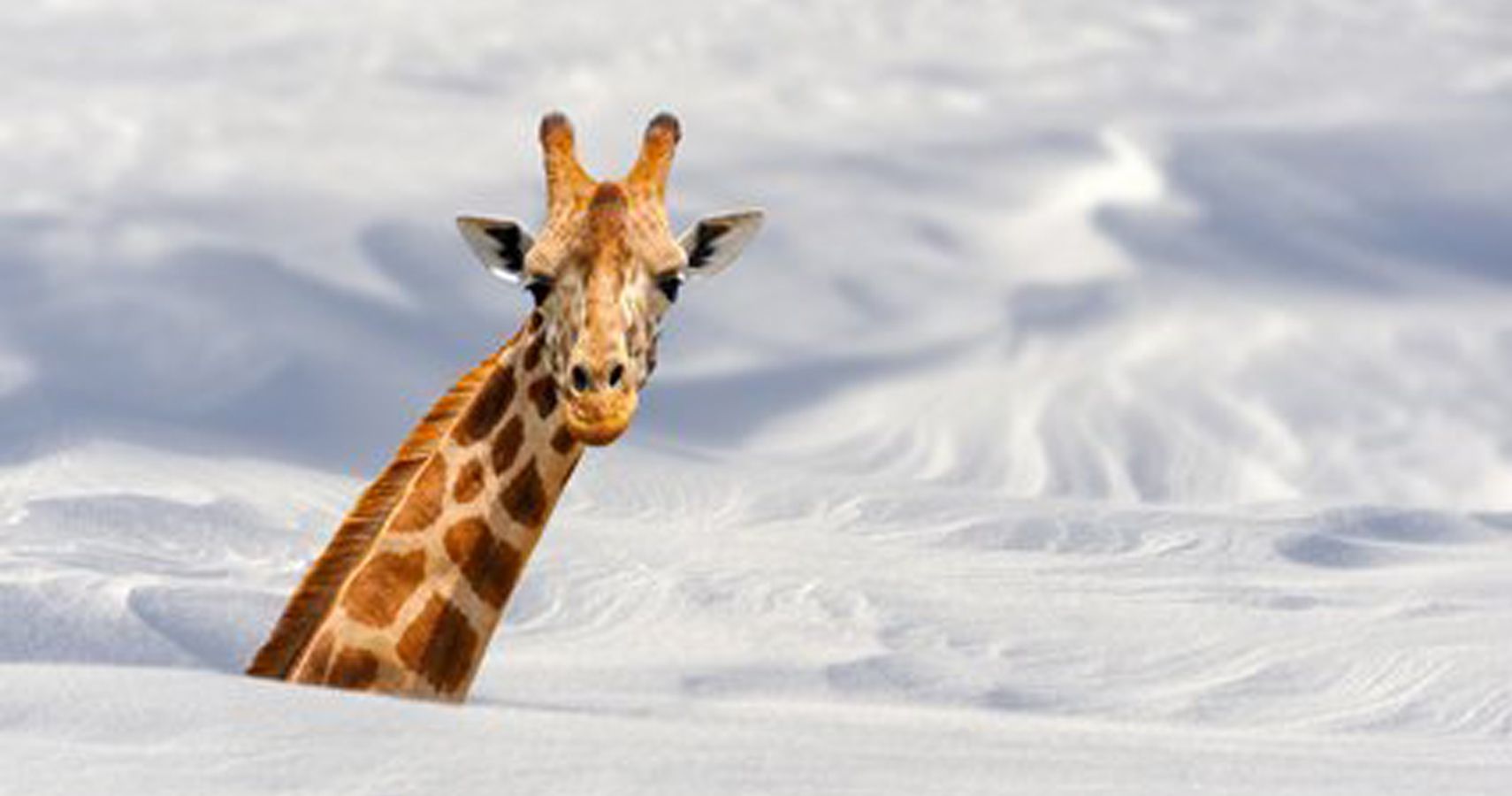 Veja girafas e elefantes brincando na neve depois de uma