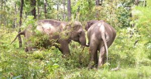 Vietnam Introduces First Ethical Elephant Tours