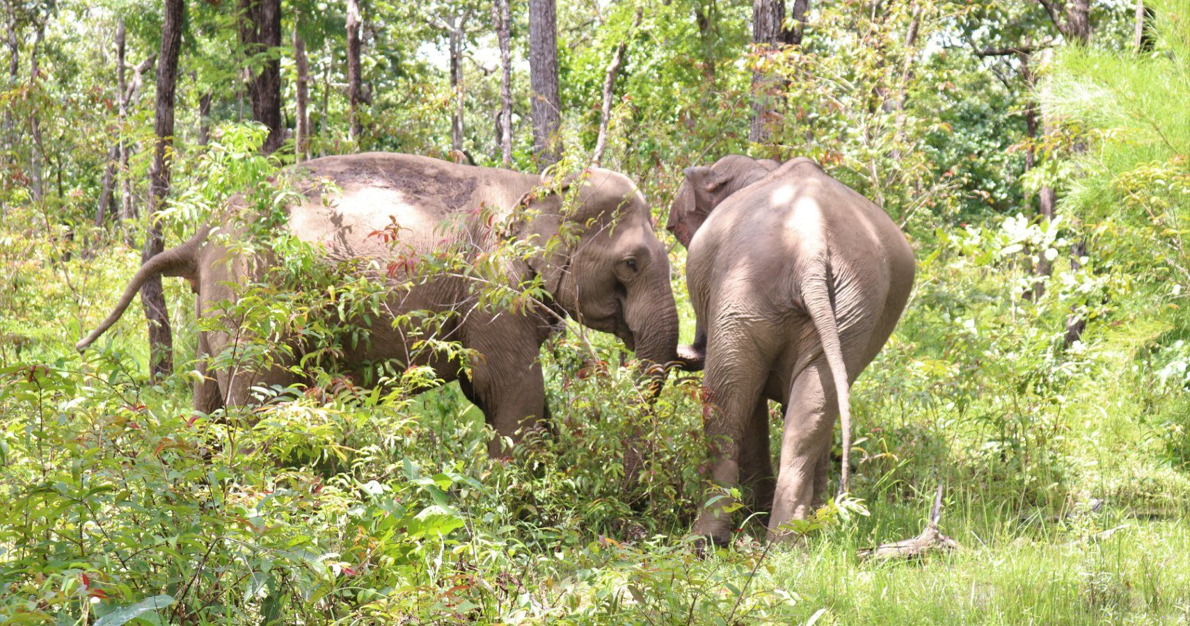 Vietnã apresenta os primeiros passeios éticos com elefantes