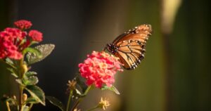 Visitantes podem ver milhares de borboletas-monarcas em migração no parque canadense até meados de outubro