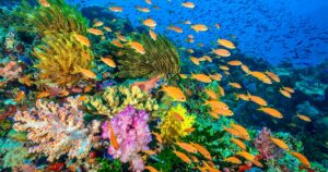 WWF espera que nova ferramenta baseada na Web possa ajudar a estudar e salvar recifes de corais